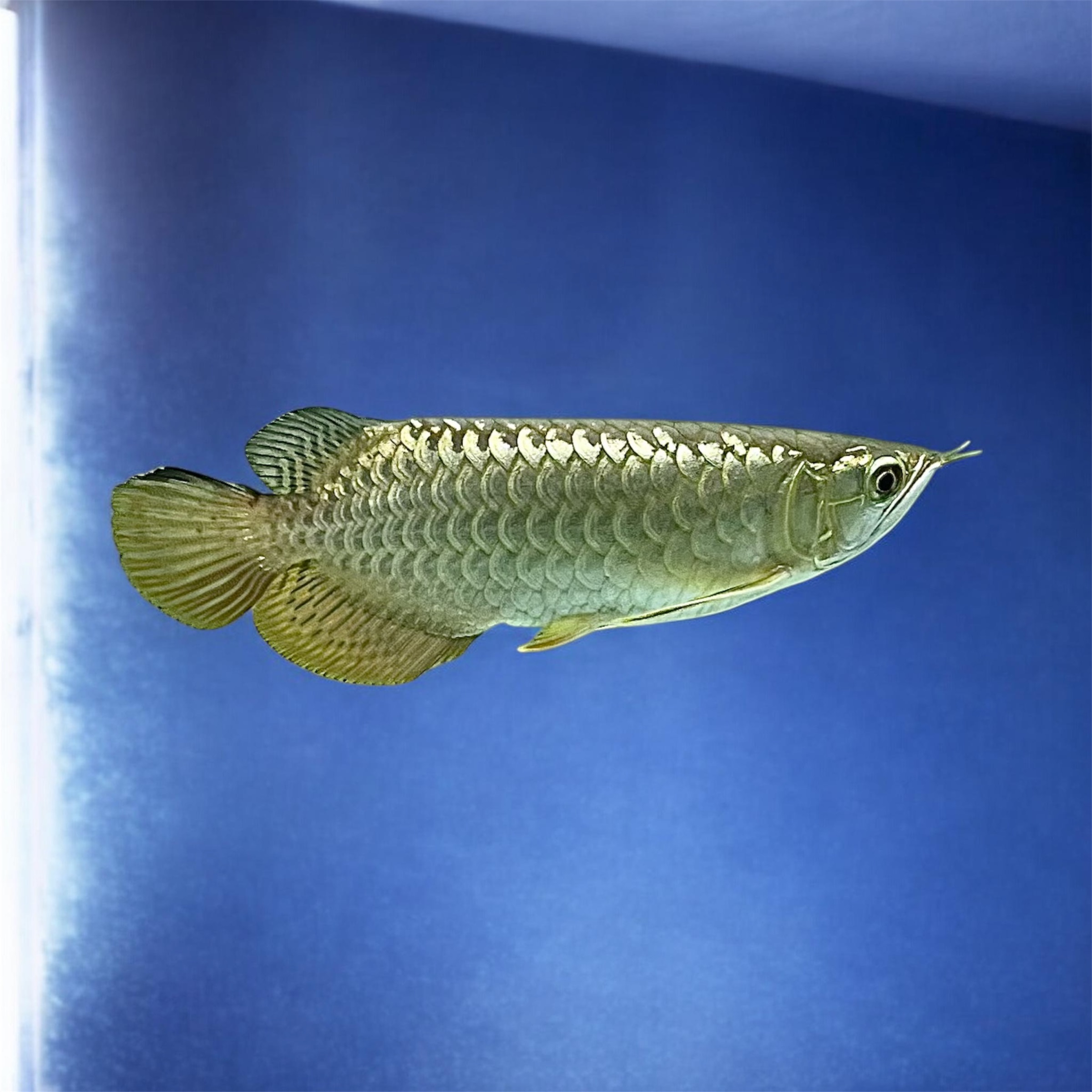 Kim long quá bối 9999 size nhỏ